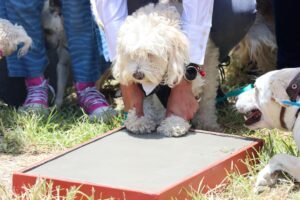 Colectivos Huejo Peludos y Kan Kat participaron en el proyecto